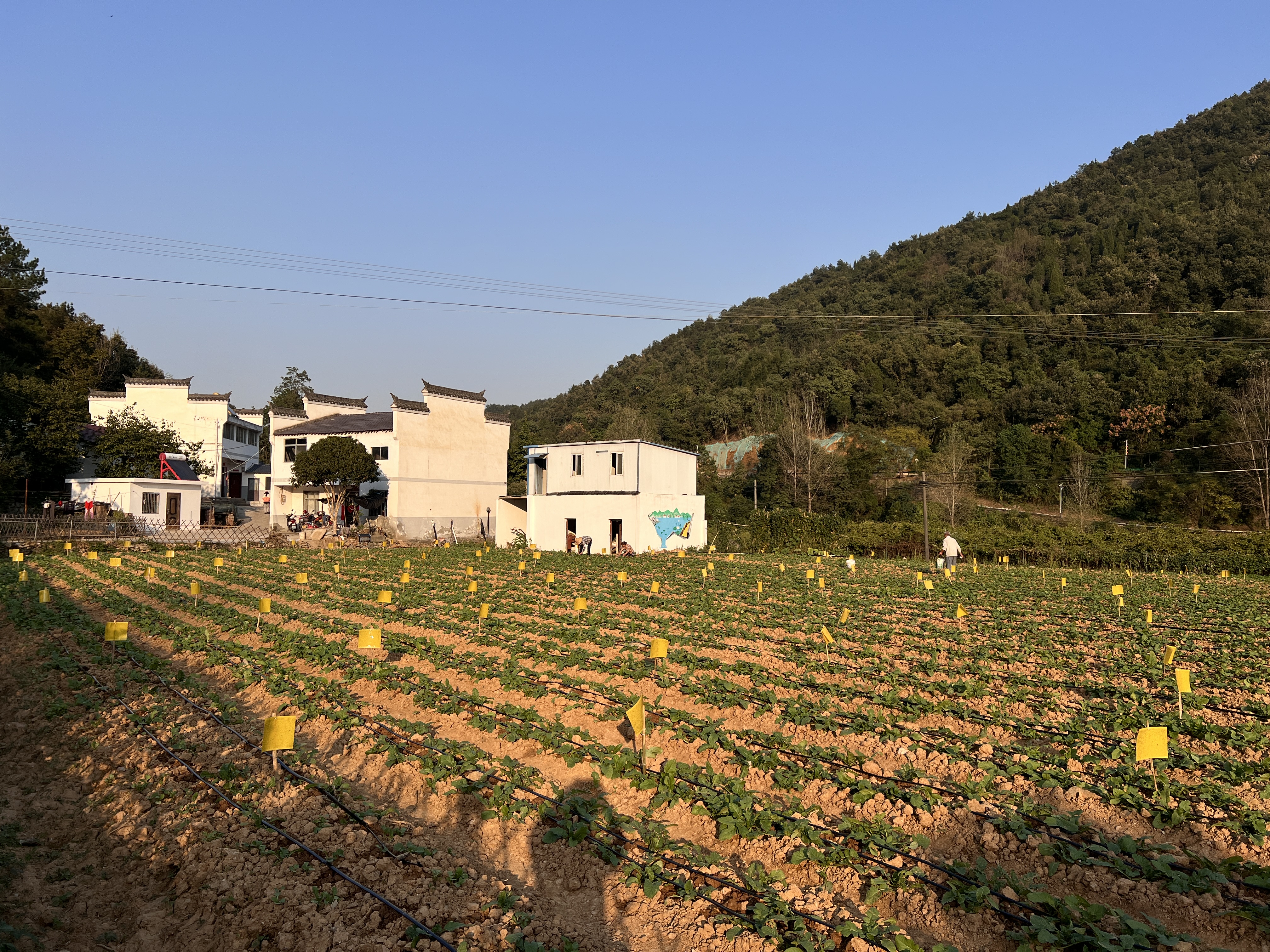 岩村:从脏乱差到生态美 共同缔造引领乡村华丽蝶变