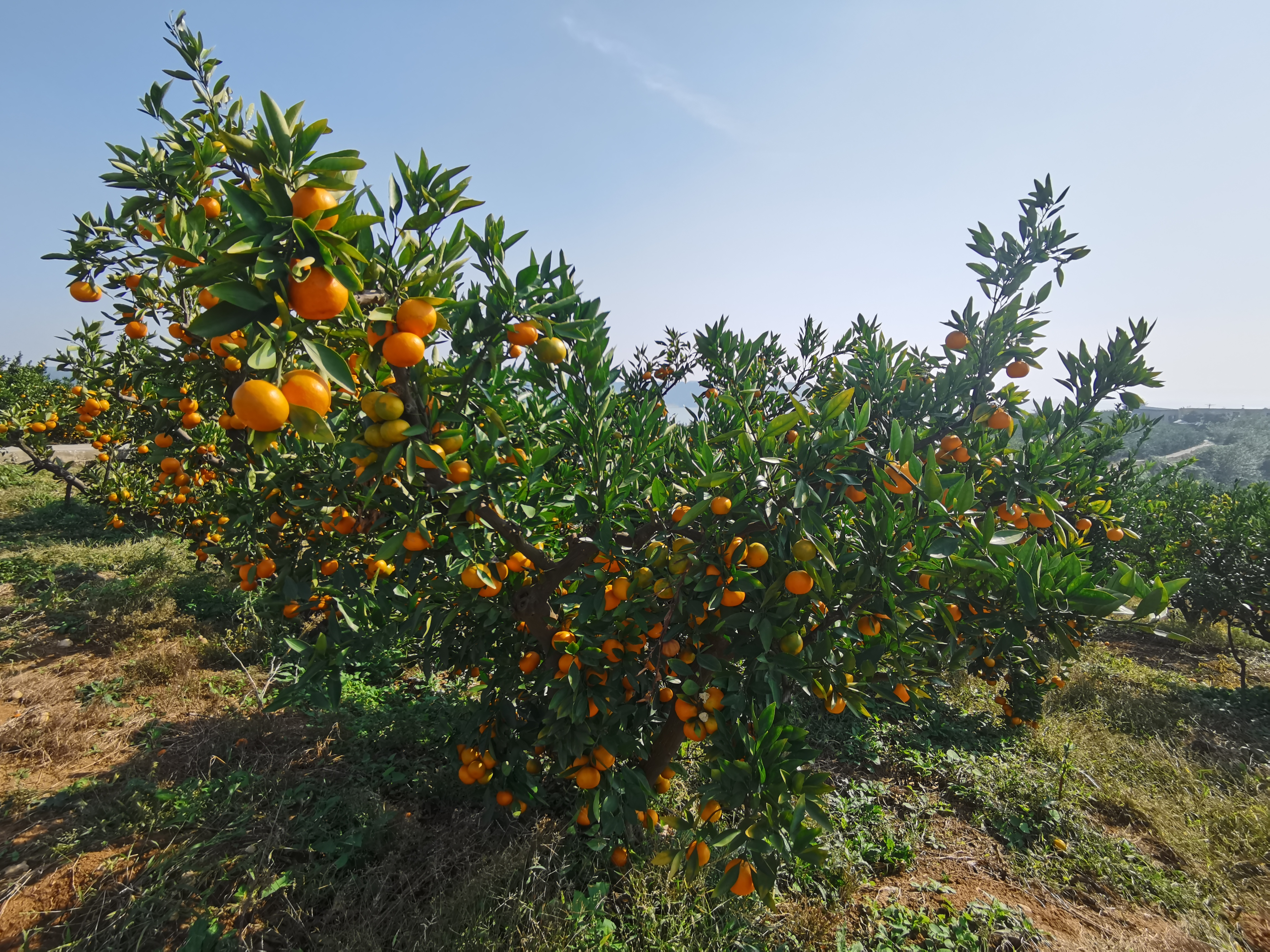 增产40% 增收150余万元 铧厂洼果园场柑桔喜获丰收