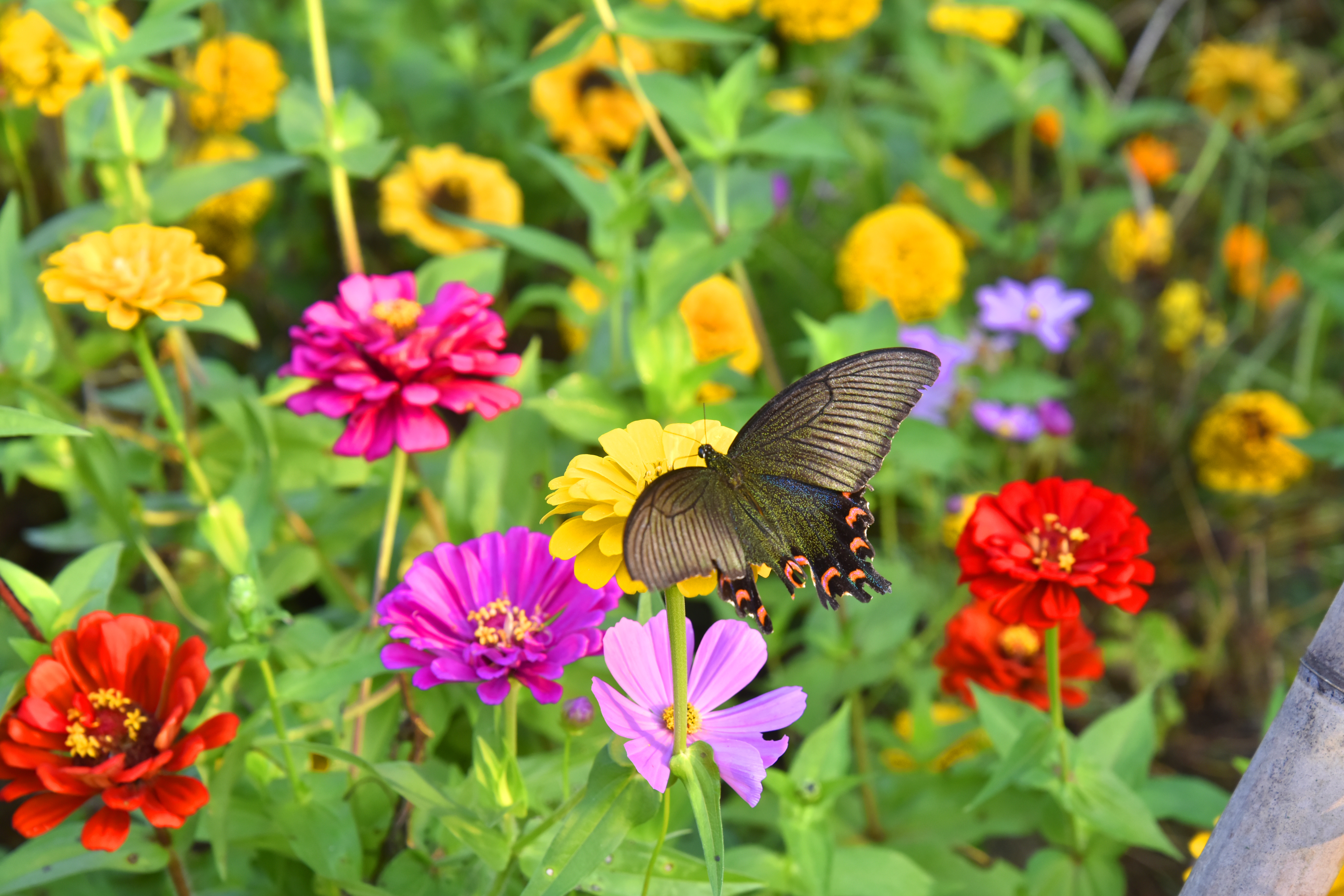 蝶戏花丛中 翩然觅花蕊