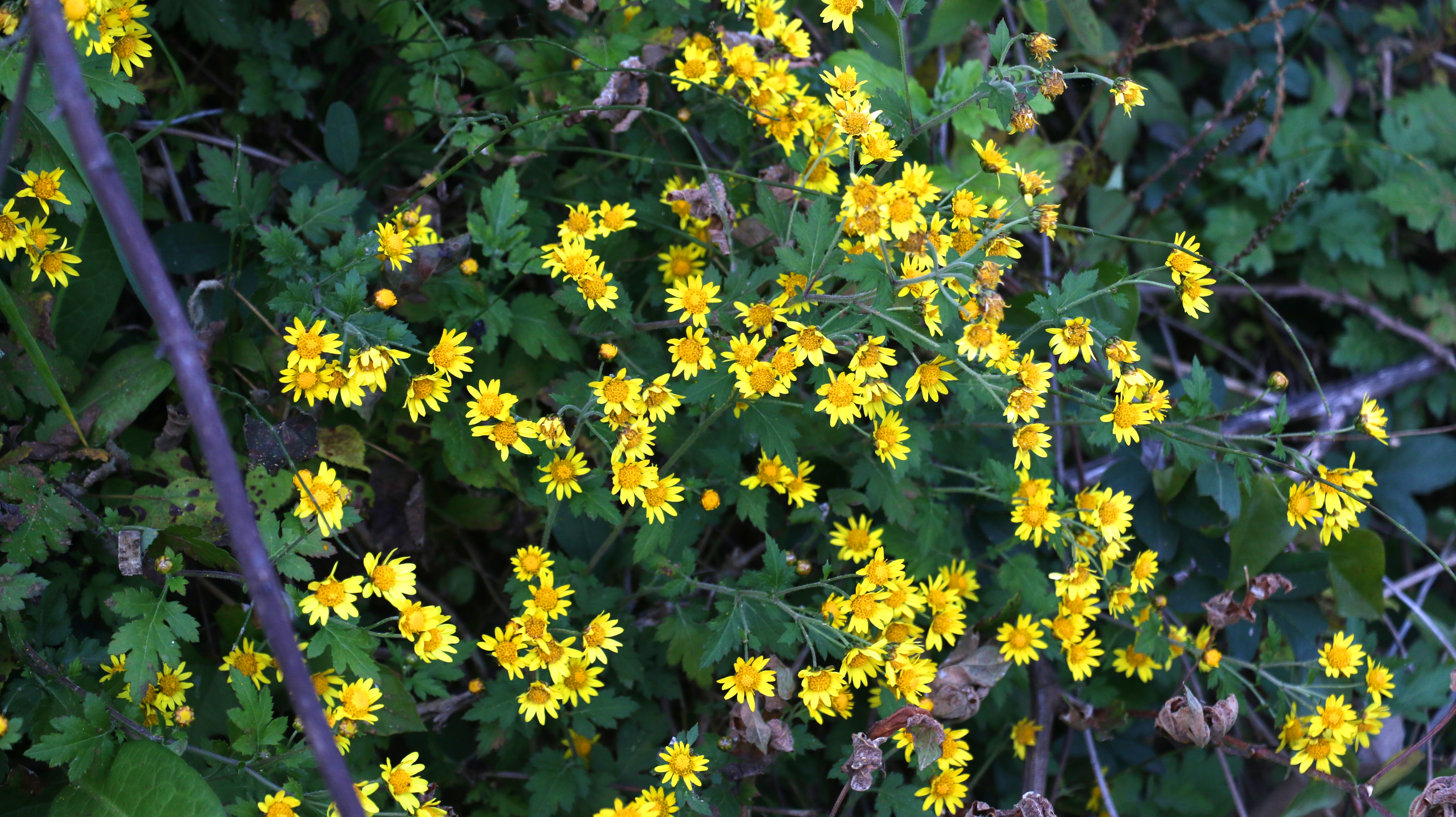 湖北南漳野菊花开香正浓