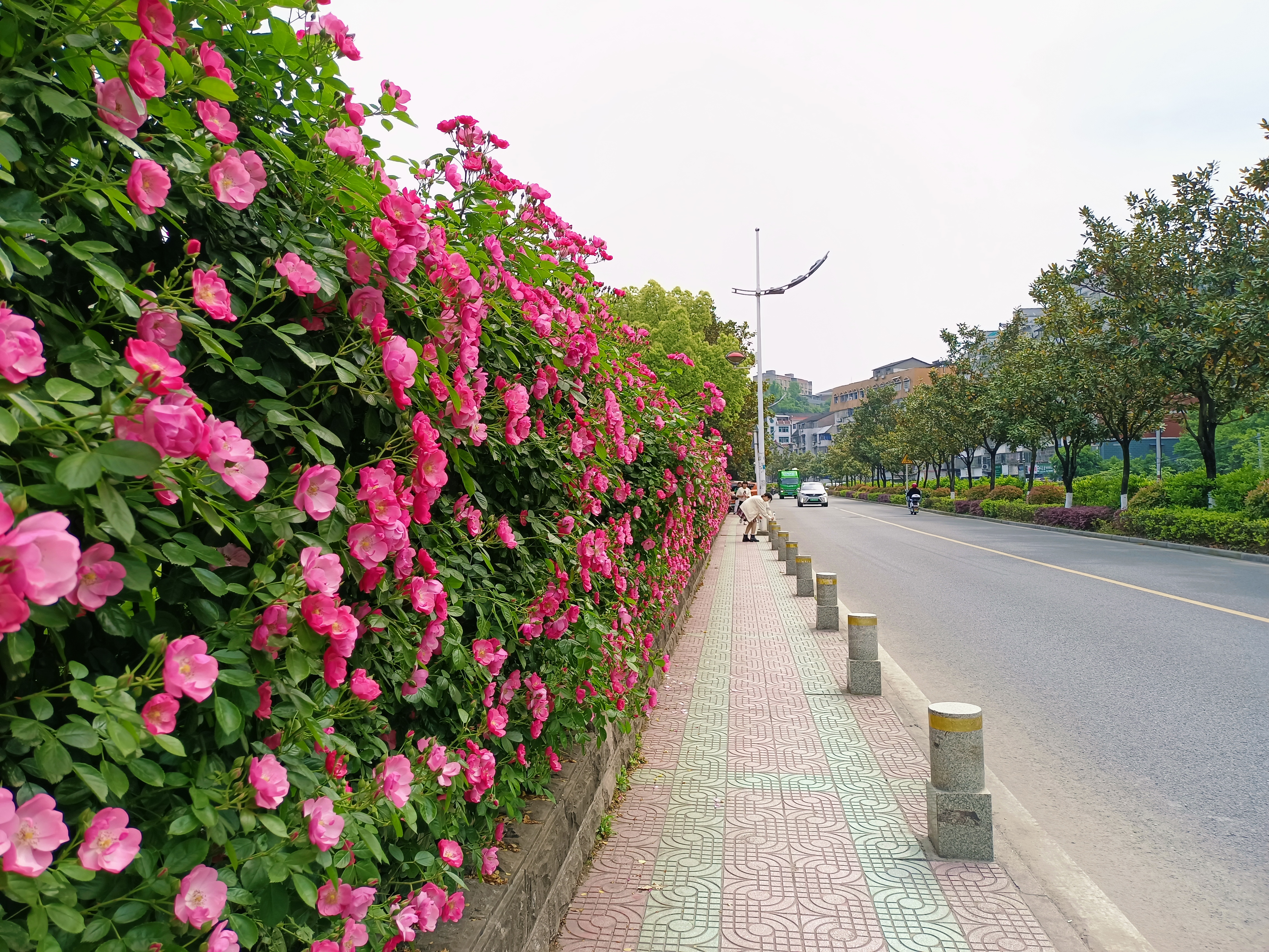 围墙"变"花墙" "边坡"披"绿装"