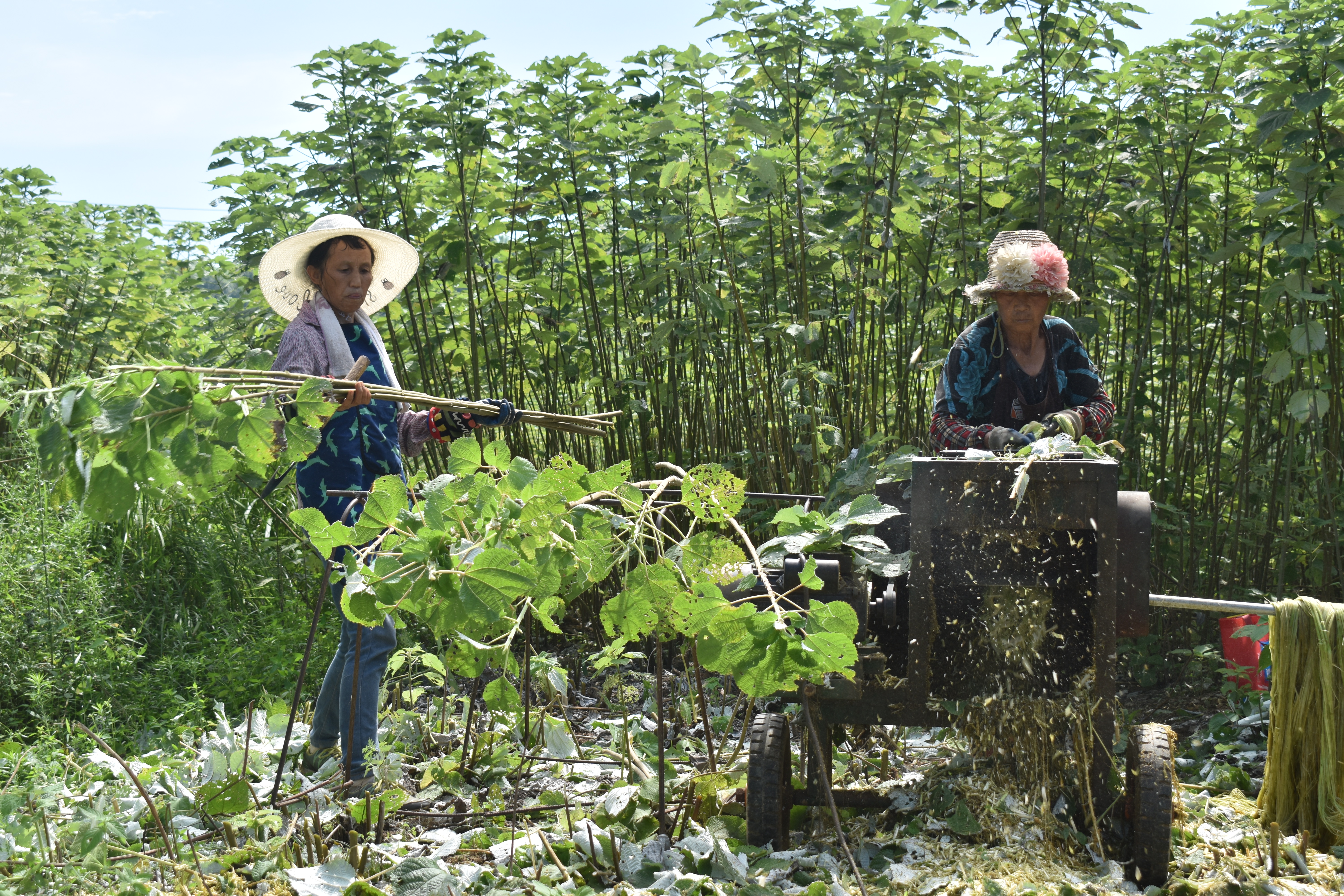浮屠镇山下村广通生态种养殖专业合作社,只见一片绿油油的苎麻基地里
